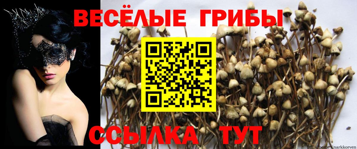 Галлюциногенные грибы Psilocybe  Вход с VPN  Северск 